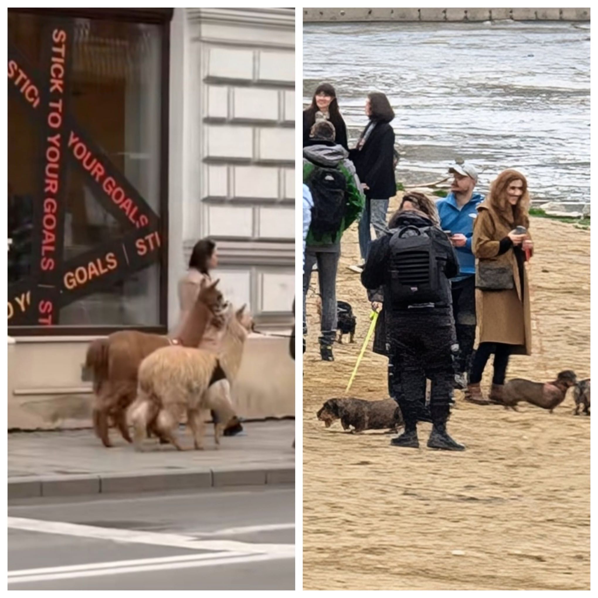 clujul-iube-te-animalele-plimb-ri-cu-alpaca-i-c-ei-teckel-prin-ora